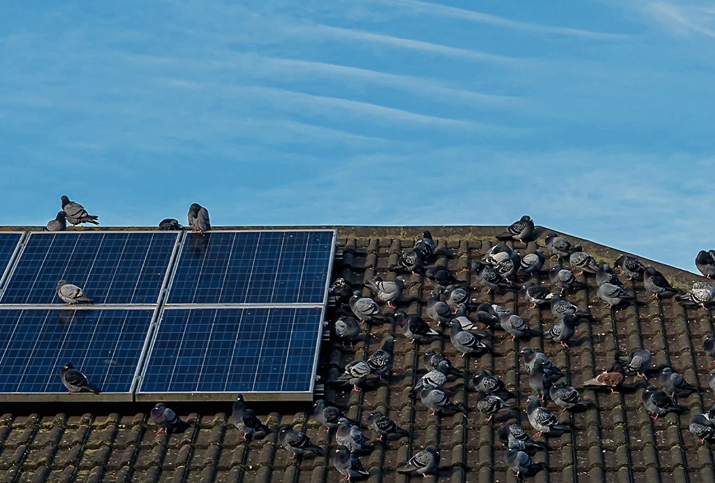 birds on solar panel